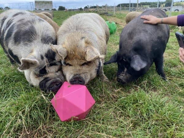 Treat Balls